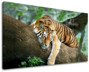 Obraz na stenu ZVIERATÁ | rôzne rozmery