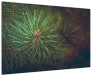 Obraz - Detail borovice (90x60 cm)
