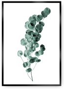 Plagát Eucalyptus Emerald Green