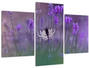 Obraz - Motýľ v levanduli (90x60 cm)