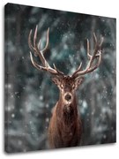 Obraz na stenu ZVIERATÁ_052-12 | rôzne rozmery