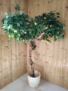 Citrónovník exclusive 180cm