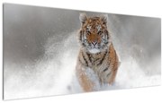 Obraz bežiaceho tigra v snehu (120x50 cm)