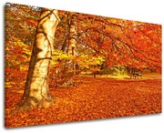 Obraz na stenu STROMY | rôzne rozmery