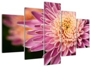 Detailný obraz kvetu (150x105 cm)