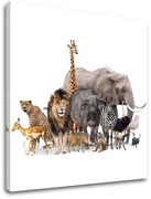 Obraz na stenu ZVIERATÁ_051-12 | rôzne rozmery