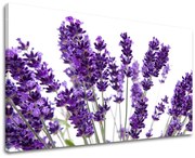 Obraz na stenu KVETY | rôzne rozmery