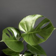 Monstera Deliciosa veľká