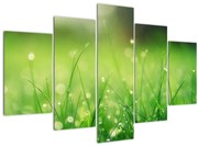 Obraz - rosa na tráve (150x105 cm)