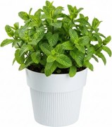 Květináč SILVA LINE 13,8x16 cm bílý