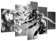 Obraz - Detail včely (150x105 cm)