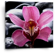 Sablio Obraz Ružová orchidea - 50x50 cm