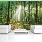 Fototapeta - Les za denného svetla (254x184 cm)
