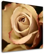 Obraz na stenu KVETY | rôzne rozmery