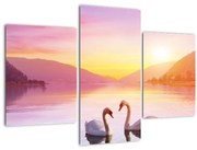 Obraz zamilovaných labutí (90x60 cm)