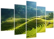 Obraz - Koncert ryžových terás (150x105 cm)
