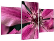 Obraz ružového kvetu plamienku (90x60 cm)