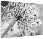 Obraz - Kvetina v zime (70x50 cm)