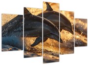 Obraz - Delfíny (150x105 cm)