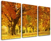 Obraz na stenu STROMY | rôzne rozmery