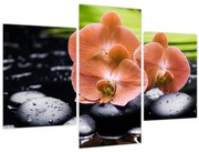 Obraz - Oranžová orchidea s palmovými listami (90x60 cm)