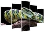 Obraz - Štrkáč Waglerov (150x105 cm)