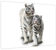 Obraz - Biely tiger (70x50 cm)