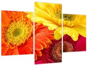Obraz - Kvety Gerbery (90x60 cm)