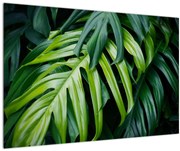 Obraz - Tropické listy (90x60 cm)