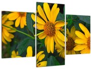 Obraz žltých kvetov (90x60 cm)