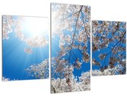 Obraz - Čerešňové kvety (90x60 cm)