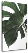 Obraz na plátne RASTLINY 010 | rôzne rozmery