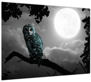 Obraz - Nočná sova, modrá (70x50 cm)