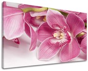 Obraz na stenu KVETY | rôzne rozmery