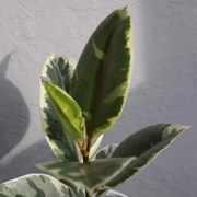 Ficus Elastica Tineke