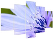 Obraz - kvet (150x105 cm)