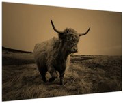 Obraz - Škótska krava v behu (90x60 cm)