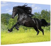Obraz - Kôň s vzdušnou hrivou (70x50 cm)