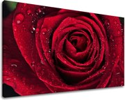 Obraz na stenu KVETY KV012E11 - 100x150 cm