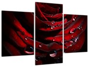 Obraz - Detail ruže (90x60 cm)