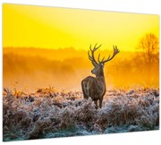 Obraz - Jeleň pri východe slnka (70x50 cm)