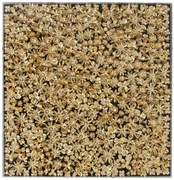 Gold Flower obraz čierny/zlatý 120x120 cm