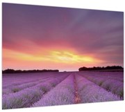 Obraz - Levanduľové pole (70x50 cm)