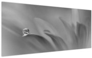 Obraz - Kvapka na kvete, čiernobiela (120x50 cm)
