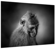 Obraz - Opička (70x50 cm)