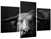 Obraz - Krava (90x60 cm)