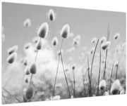 Obraz - Boho bunny tail grass (90x60 cm)