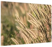 Obraz - Obilie (70x50 cm)