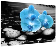 Obraz - Modrá orchidea (90x60 cm)