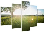 Obraz letnej lúky (150x105 cm)